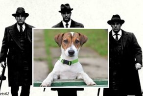 Итальянская мафия предлагает вознаграждение за голову этого пса. Вот чем он им насолил