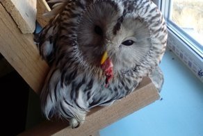 Спасение совы