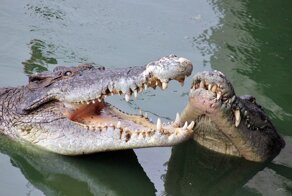 Хищники двух стихий