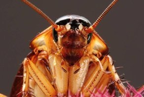 А вы знаете, зачем нужны тараканы?