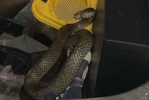 Австралийка пережила в своем доме нашествие ядовитых змей