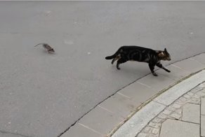 Непростые отношения кота и крысы