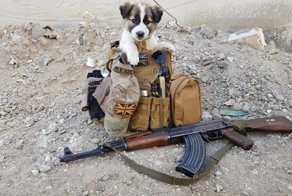 Солдат спас на войне щенка и нашёл в нём спасителя для себя