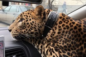 Поеду с большой кошкой на руках: мужчина прокатился в такси с леопардом