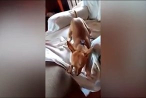 С кормом этой собаки определенно что-то не то