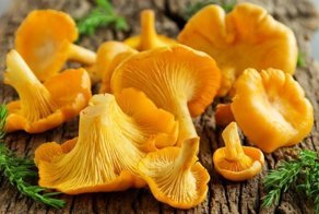 Не задумывались, почему лисички никогда не бывают червивыми?