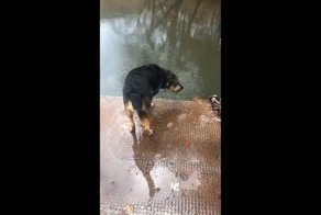 Так сильно этот пёс еще никогда не ошибался!