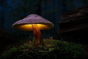 Теперь грибы могут вызвать не только галлюцинации, но и электричество