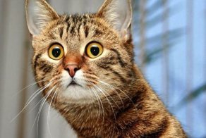 6 странных кошачьих привычек, которым, оказывается, есть объяснение