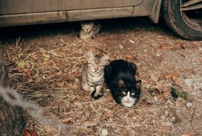 Очень колоритные уличные коты