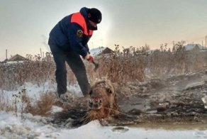 Лошадь и жеребенок оказались в ледяной ловушке