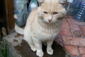 Кот ищет дом. Екатеринбург