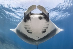 Скат надежды: подводный фотограф сделал первый за 16 лет снимок морского дьявола у берегов Мексики