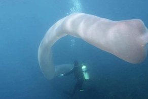 Водолазы у берегов Новой Зеландии наткнулись на огромный «морской огурец»
