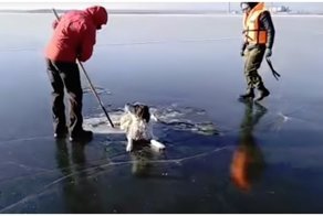 Спасатели освободили собаку, вмерзшую в лед
