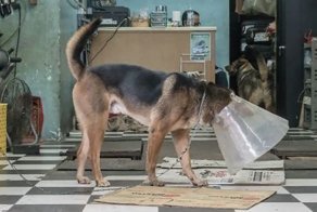 Собаки - обитатели автомастерских Гонконга
