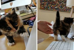 Правдивая история о котенке-крохе, который в одиночку оптимизировал работу всего офиса
