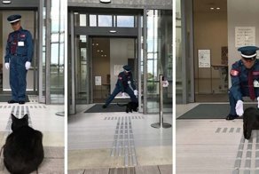 «Ты не пройдешь!»: Охранник уже два года не пускает котов в японский музей