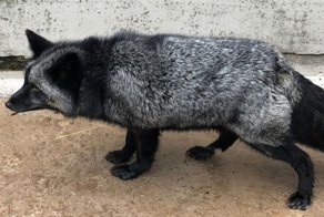 Британцы нашли у себя во дворе гостя, который оказался редким зверем