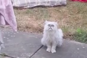 Мужчина наткнулся во дворе на самого страшного в мире кота