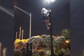 HomoSapiens vs столб