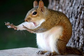 Победители конкурса Comedy Wildlife Awards 2018: медведь с разболевшейся головой и танцующие вараны