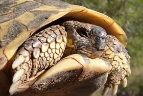 На грани бессмертия