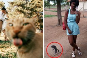 20 фотографий, которые были бы скучными, если б в кадре внезапно не появились кошки