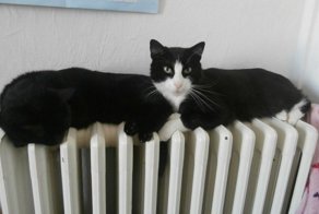 Показалось...прикольные снимки с котами