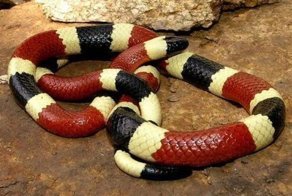 Змеиные козни. Фельдшер — о содержании рептилий в квартире