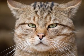 Словарь мурлыки