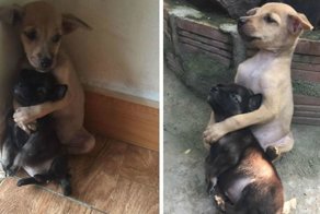 Бездомные щенки не могут перестать обниматься после того, как их спасли