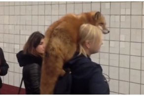 Девушка прокатилась в московском метро с живой лисой на плече