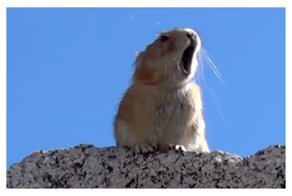 Пробы пищухи для "Богемской рапсодии", или то самое исполнение, за которое аплодировал бы сам Меркьюри