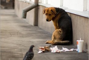 Хитрый бездомный пес хорошо устроился на зиму