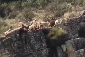 Дюжина собак упала со скалы, погнавшись за оленем во время охоты