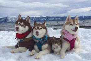 Свой среди чужих