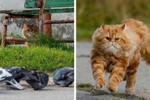 Фотограф заснял историю кота, который неудачно поохотился, но по-прежнему уверен в своём великолепии