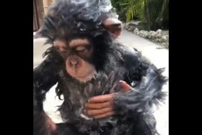 Водные забавы 2-летнего шимпанзе