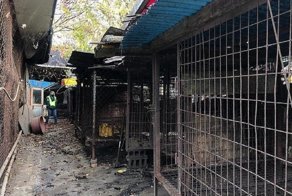 Власти Южной Кореи закрыли собачий дом смерти