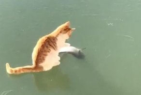 Котик пытается добраться до рыбки в замерзшем озере