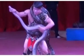 Змея укусила дрессировщика во время выступления