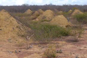 В Бразилии нашли систему термитников возрастом 3800 лет и площадью с три Курганских области