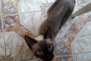 Мика - квартирная пленница