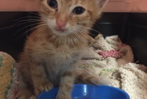 Матвей - Спасение под колёсами