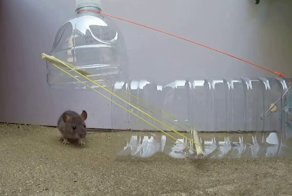 Мышеловка из бутылки для воды