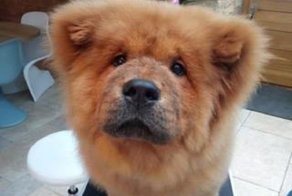 Щенка чау-чау выпустили из заключения после массовых протестов