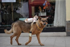 "Покатай меня, большая черепаха!": 20 смешных фото хитрых животных