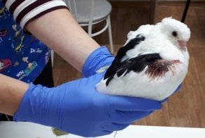 В Омске раненый голубь сам пришел в ветклинику