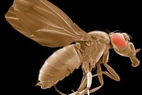 Удивительные фотографии полученные с помощью микроскопа